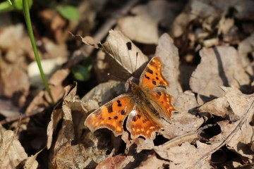A black-red butterfly multicolor sits on dry leaves in early spring