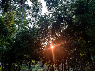 Obraz na płótnie Canvas Village environment at the sun rises time and green tree.
