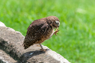 Burrowing Owl (Athene cunicularia) standing on a pole.