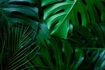 Plakat closeup nature view of green leaf and palms background. Flat lay, dark nature concept, tropical leaf