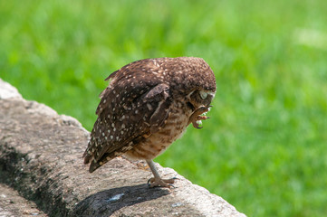 Burrowing Owl (Athene cunicularia) standing on a pole.