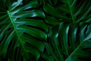Plakat closeup nature view of green leaf background. Flat lay, dark nature concept, tropical leaf