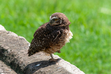 Burrowing Owl (Athene cunicularia) standing on a pole.