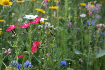 Blumen im Wildgarten