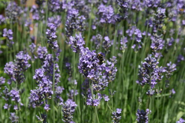 Bienen im WIldgarten