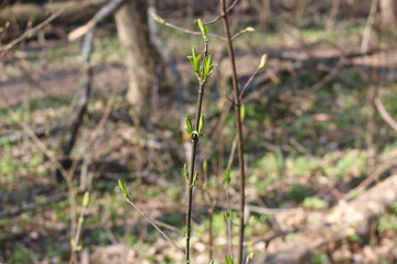  Fresh young leaves blossomed on trees in spring