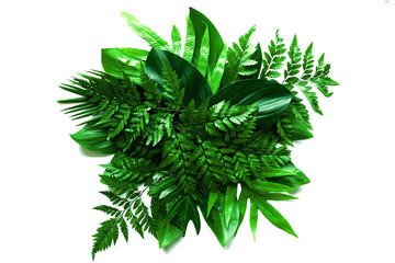 tropical green leaf isolated on white background for design elements, summer background