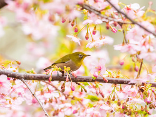 河津桜とメジロ(japanese white-eye)