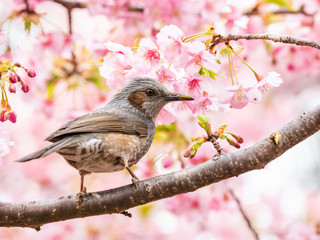 河津桜とヒヨドリ(Brown-eared Bulbul)