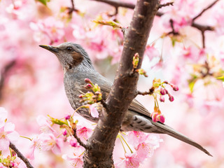 河津桜とヒヨドリ(Brown-eared Bulbul)