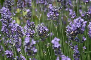 Naklejka premium Lavendel im Garten