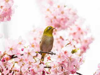 河津桜とメジロ(japanese white-eye)