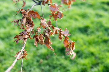 Oak tree branch with brown dry leaves in spring sunlight 
