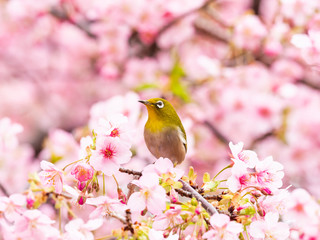 河津桜とメジロ(japanese white-eye)