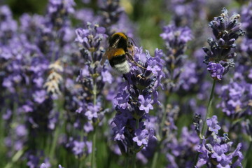 Hummel auf Lavendelblüten im Garten