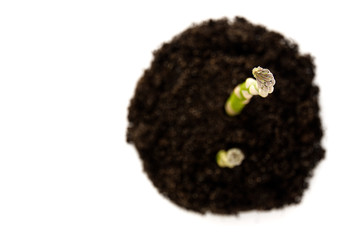 Green asparagus in garden ground, isolated. Organic farming asparagus isolated on a white background