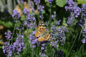 rotbrauner Schmetterling auf Lavendelblüte im Wildgarten