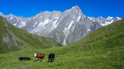 Fototapeta na wymiar Welcomed by a local cow during hiking in Tour du Mont Blanc, Switzerland, Italy & France. 