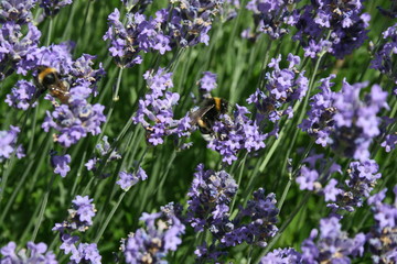 Hummel auf Lavendelblüten im Garten