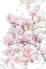 Fototapeta na wymiar Magnolia en fleurs couleur pastel