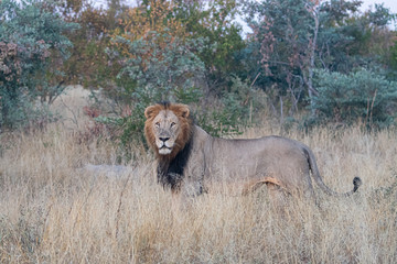 Male Lion (Panthera leo) with dark mane photographed in the morning light in African bush