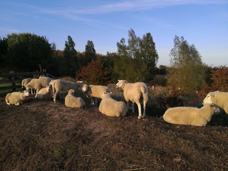 Flock of sheep in Fehmarn, Schleswig Holstein Germany