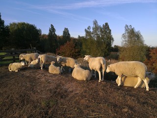 Fototapeta premium Flock of sheep in Fehmarn, Schleswig Holstein Germany