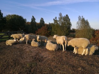 Obraz premium Flock of sheep in Fehmarn, Schleswig Holstein Germany