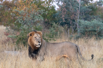 Male Lion (Panthera leo) with dark mane photographed in the morning light in African bush