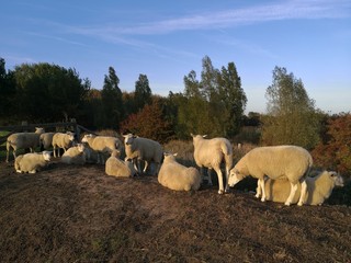Obraz premium Flock of sheep in Fehmarn, Schleswig Holstein Germany