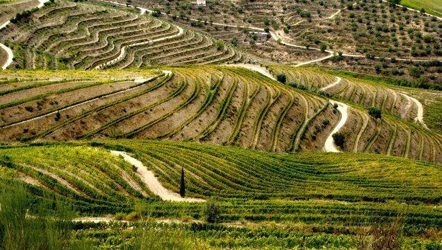 Douro Valley, vineyards and landscape near Regua, Portugal