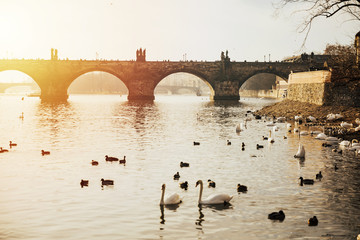 Swans on Vltava river and Charles Bridge at sunset in Prague, Czech Republic. Swans and ducks...