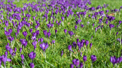Close up of the group of the Crocus vernus flowers in the green grass at the sun light