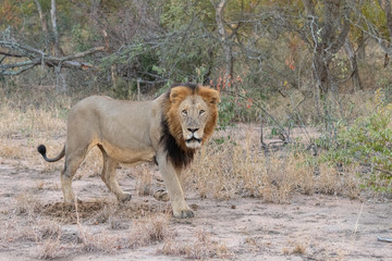 Male Lion (Panthera leo) with dark mane photographed in the morning light in African bush