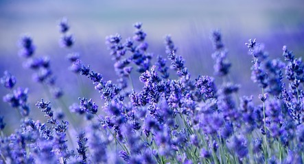 Banner. Lavender Field in the summer. Aromatherapy. Nature Cosmetics.