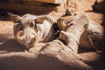 African warthogs sleeping profile portrait