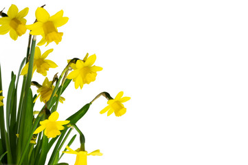 daffodil isolated on white background