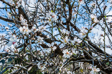 Almond trees growing on the seashore are the first to bloom, and then almond blossoms rise higher and higher into the Troodos Mountains.     
