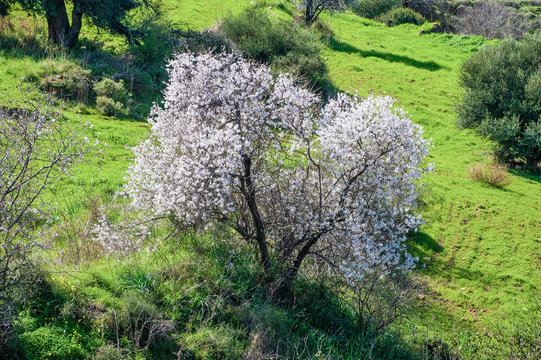 Almond trees growing on the seashore are the first to bloom, and then almond blossoms rise higher and higher into the Troodos Mountains.     
