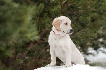 golden retriever puppy on winter background