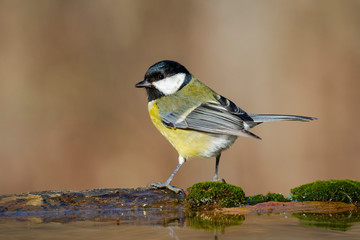 Great tit, Parus major, perched on some mossy rocks at the edge of a stream.