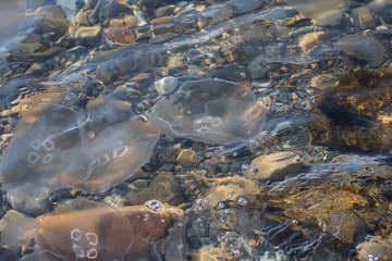 marine jellyfish in shallow sea