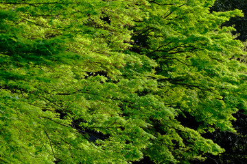 Fototapeta na wymiar green maple leaves in spring