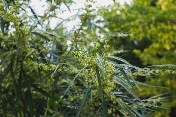 Branch of cannabis and marijuana. Ganja, hemp beautiful tree.