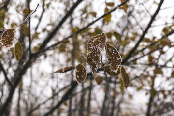 Fototapeta premium Frost-covered leaves on a branch in a misty autumn morning