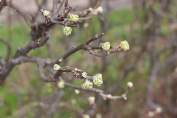  Fresh young leaves blossomed on trees in spring