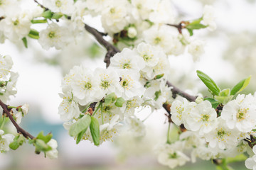 Obraz premium Plum tree branch with beautiful white flowers in a spring garden, selective focus, close up