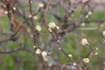  Fresh young leaves blossomed on trees in spring