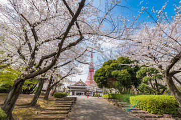 増上寺と桜と東京タワー
