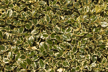 
wall of green leaves in the afternoon